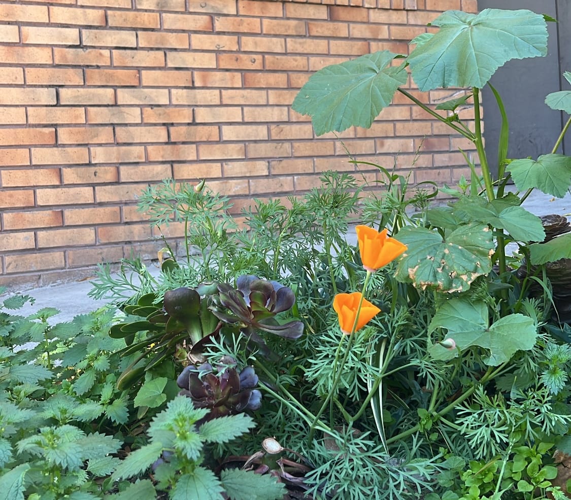 a plot of landing containing succulents, Californian poppies and other plants